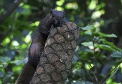 Callosciurus erythraeus thaiwanensis