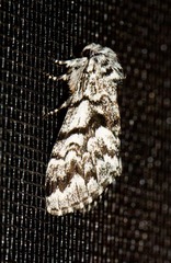 Panthea acronyctoides