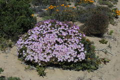 Lampranthus suavissimus