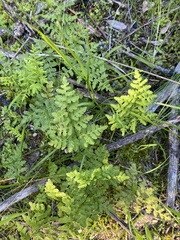 Cheilanthes multifida multifida