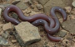 Rhinotyphlops lalandei