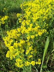 Euphorbia esula