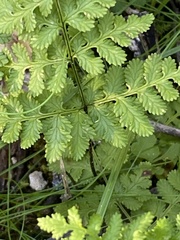 Cheilanthes multifida multifida