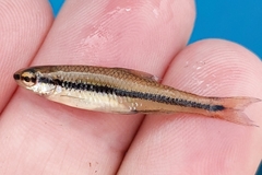 Notropis bifrenatus