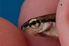 Notropis bifrenatus
