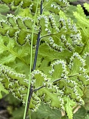 Cheilanthes multifida multifida