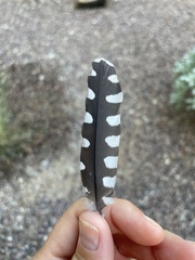 Melanerpes uropygialis