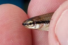 Notropis bifrenatus