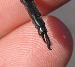 Somatochlora williamsoni