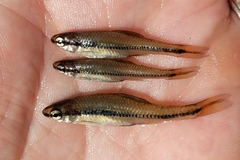 Notropis bifrenatus