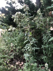 Pycnanthemum verticillatum