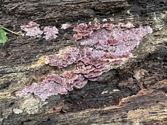 Trichaptum biforme