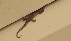 Hemidactylus frenatus