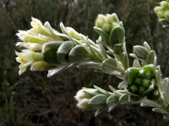 Gnidia tenella