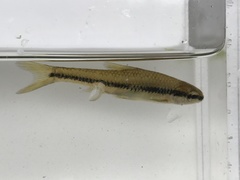 Notropis bifrenatus