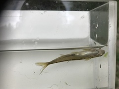 Notropis bifrenatus