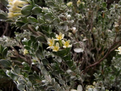 Gnidia tenella