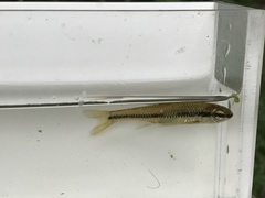 Notropis bifrenatus