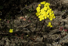 Gymnodiscus capillaris