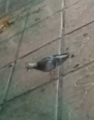 Columba livia domestica