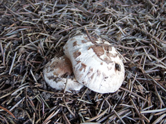 Agaricus