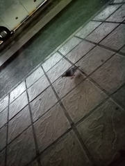 Columba livia domestica