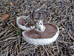 Agaricus