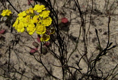 Gymnodiscus capillaris