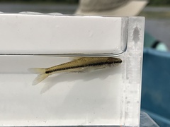 Notropis bifrenatus