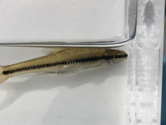 Notropis bifrenatus
