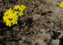 Gymnodiscus capillaris