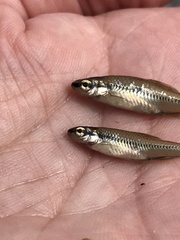 Notropis bifrenatus