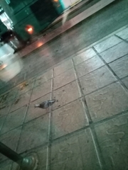 Columba livia domestica