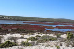 Salicornia tegetaria