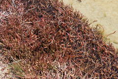Salicornia tegetaria
