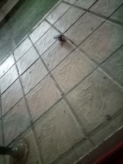 Columba livia domestica