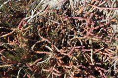Salicornia tegetaria