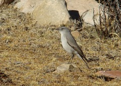 Muscisaxicola cinereus