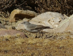 Muscisaxicola cinereus