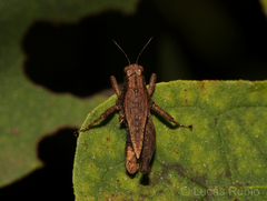 Tetrigidae