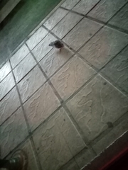 Columba livia domestica