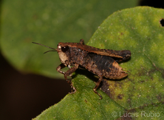 Tetrigidae