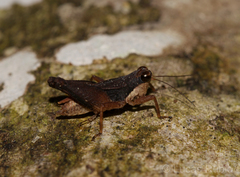 Batrachideinae
