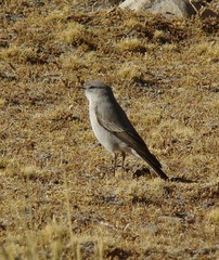 Muscisaxicola cinereus