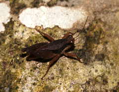 Batrachideinae