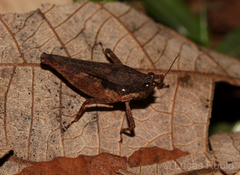 Tetrigidae