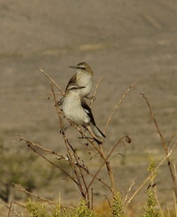 Mimus dorsalis