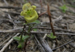 Hemimeris sabulosa
