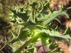 Berkheya cruciata cruciata