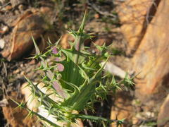 Berkheya cruciata cruciata